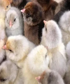 Easter Egger Bantam Chicks